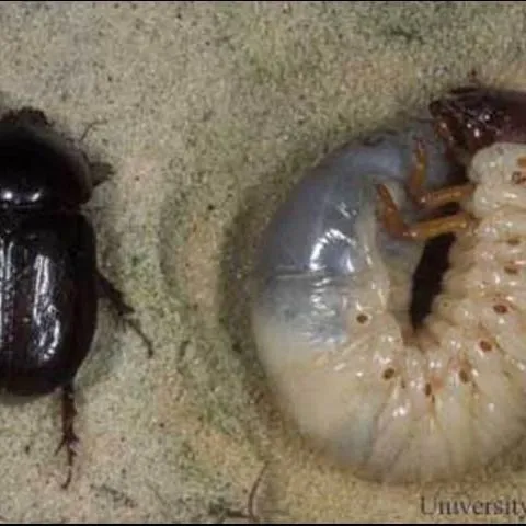 thumbnail for publication: Sugarcane Grub, Tomarus subtropicus Blatchley (Insecta: Coleoptera: Scarabaeidae)